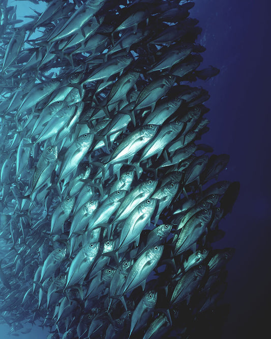 La carrera de las sardinas