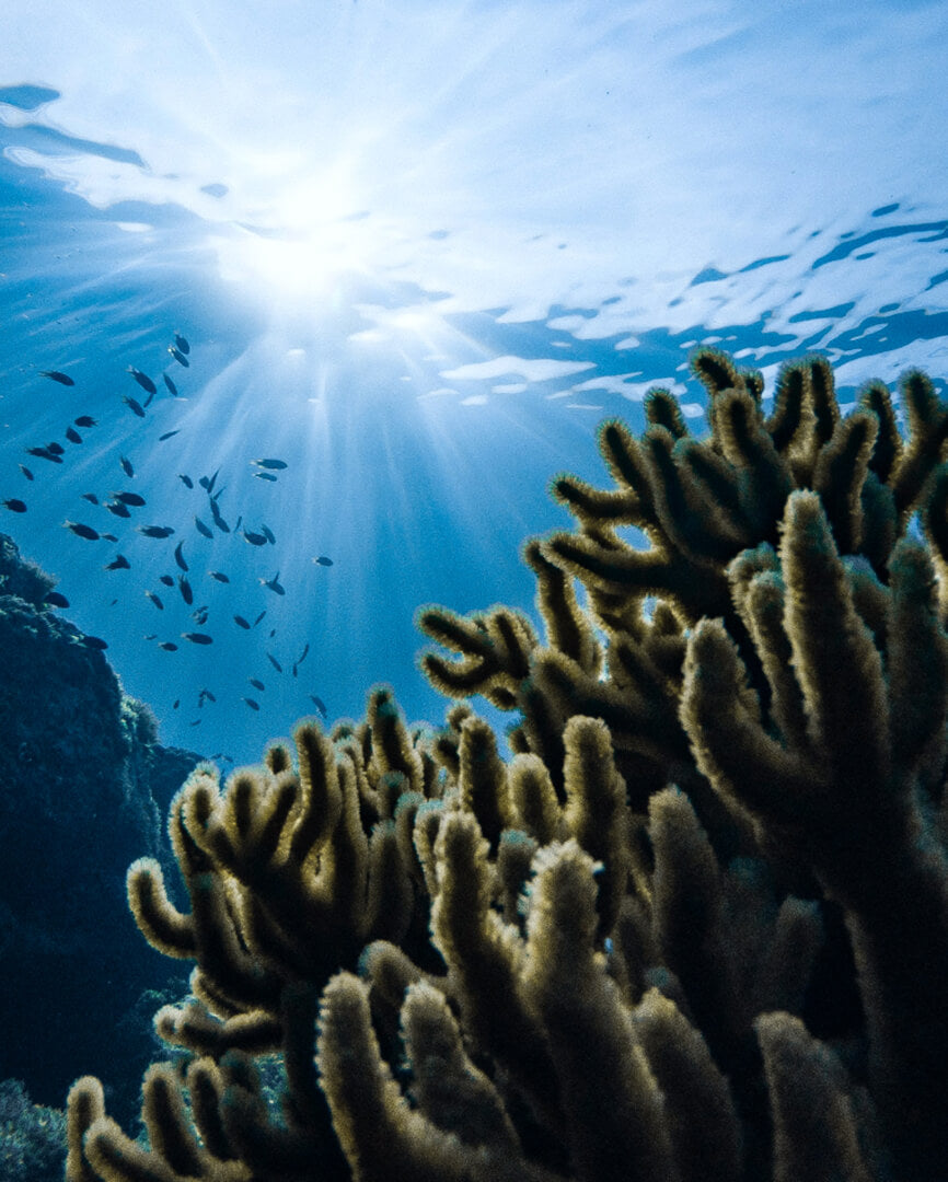 Fotografía submarina con coral 