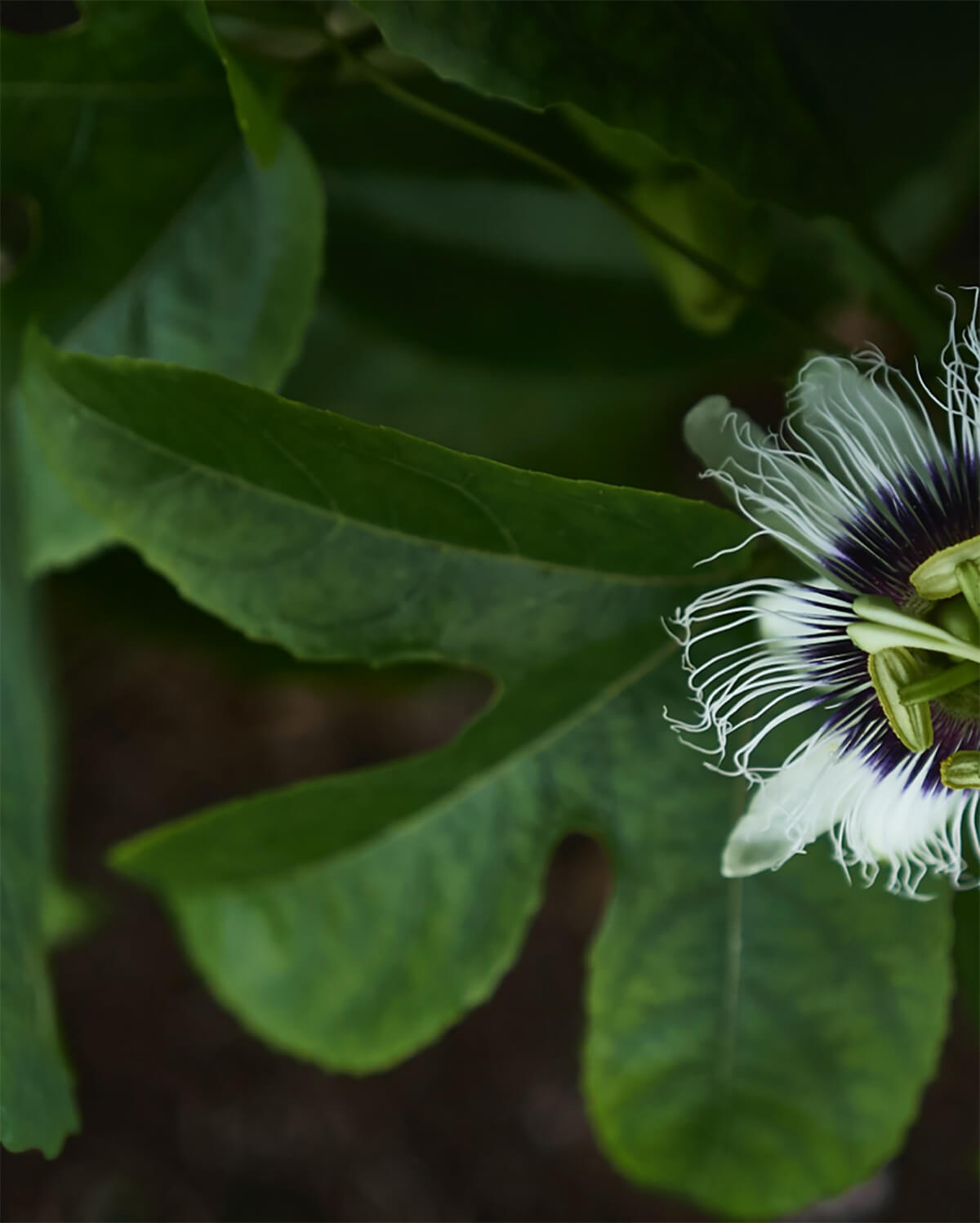 Polinesia Francesa
