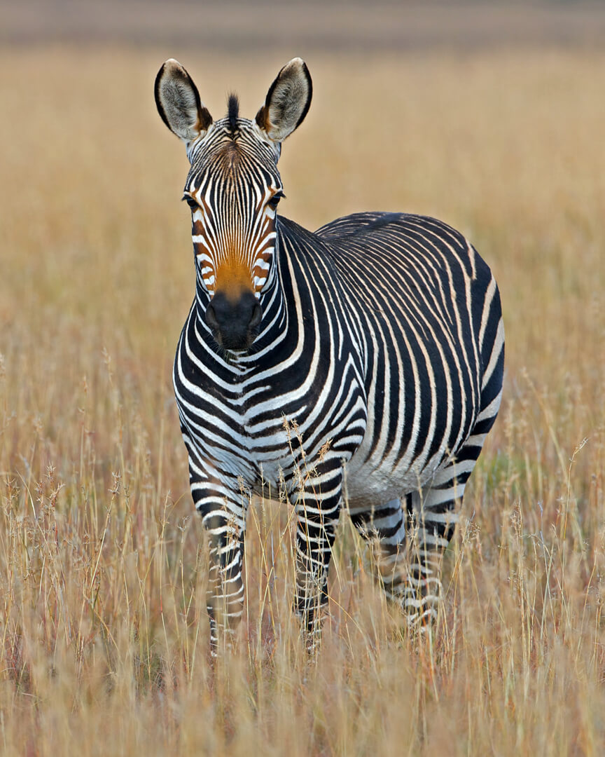 Sudáfrica