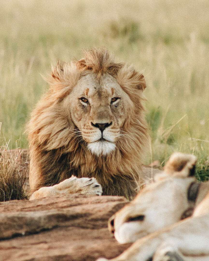 Safaris