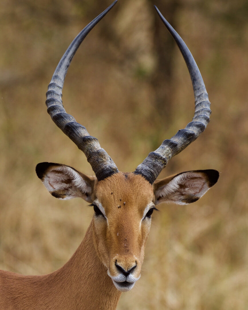 Safaris