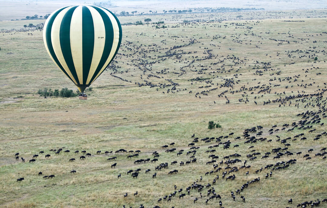 Safaris