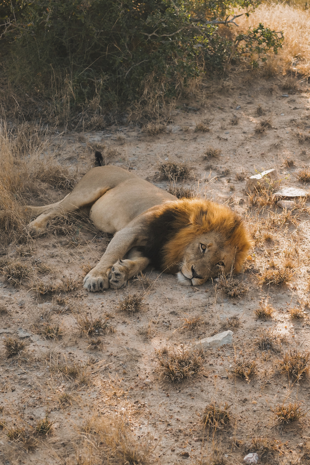 Safari, Parque nacional Kruger